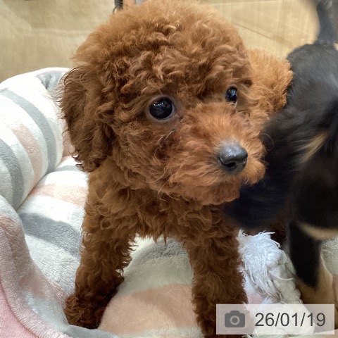 大阪府のトイプードル(トイ) (ペットプラス 堺北花田店/2025年11月16日生まれ/女の子/レッド)の子犬の3枚目の画像