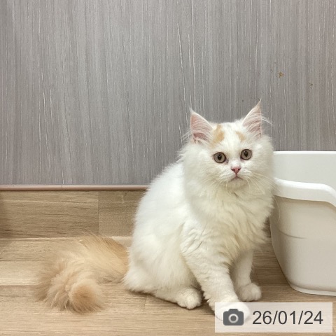 新潟県のラガマフィン (ペットプラス 新潟南店/2025年11月9日生まれ/男の子/レッドホワイト)の子猫の3枚目の画像