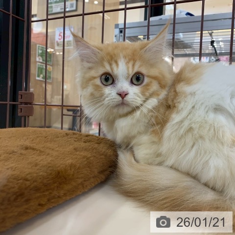 京都府のラガマフィン (ペットプラス 久御山店/2025年11月9日生まれ/男の子/レッドホワイト)の子猫の4枚目の画像