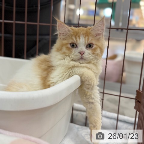 京都府のラガマフィン (ペットプラス 久御山店/2025年11月9日生まれ/男の子/レッドホワイト)の子猫の3枚目の画像