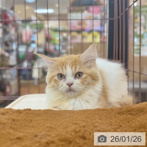 京都府のラガマフィン (ペットプラス 久御山店/2025年11月9日生まれ/男の子/レッドホワイト)の子猫の4枚目の画像