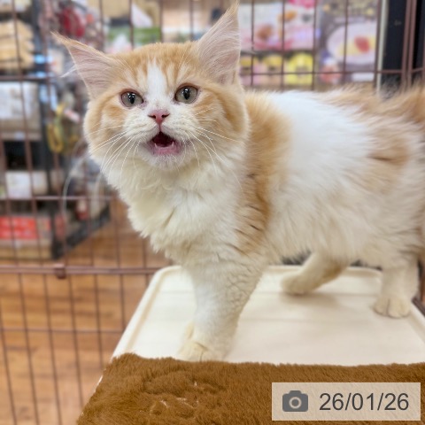 京都府のラガマフィン (ペットプラス 久御山店/2025年11月9日生まれ/男の子/レッドホワイト)の子猫の3枚目の画像