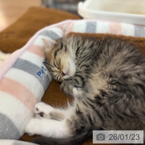 京都府のスコティッシュフォールド (ペットプラス 久御山店/2025年11月16日生まれ/男の子/ブラウンタビーホワイト)の子猫の3枚目の画像