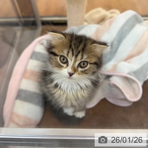 スコティッシュフォールドの写真