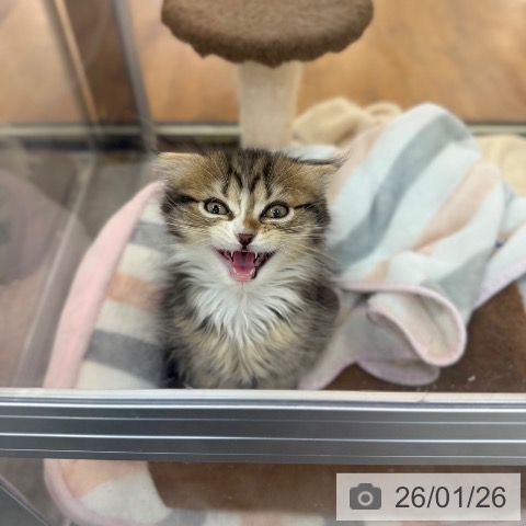 京都府のスコティッシュフォールド (ペットプラス 久御山店/2025年11月16日生まれ/男の子/ブラウンタビーホワイト)の子猫の4枚目の画像