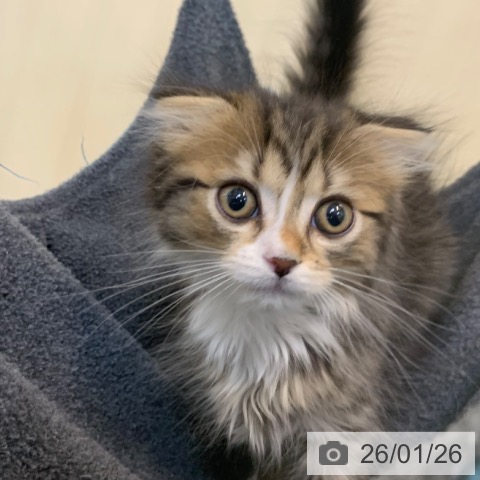 京都府のスコティッシュフォールド (ペットプラス 久御山店/2025年11月16日生まれ/男の子/ブラウンタビーホワイト)の子猫の3枚目の画像