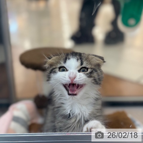 スコティッシュフォールドの写真