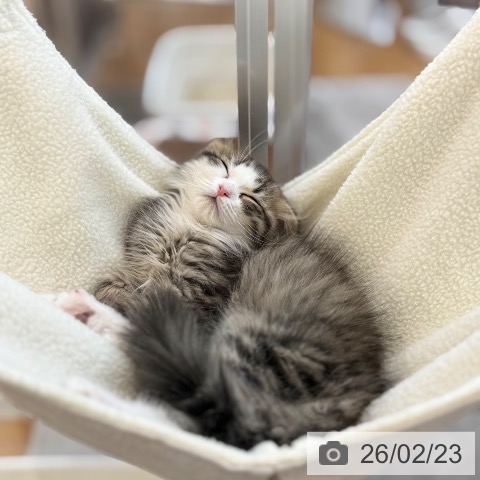 スコティッシュフォールドの写真