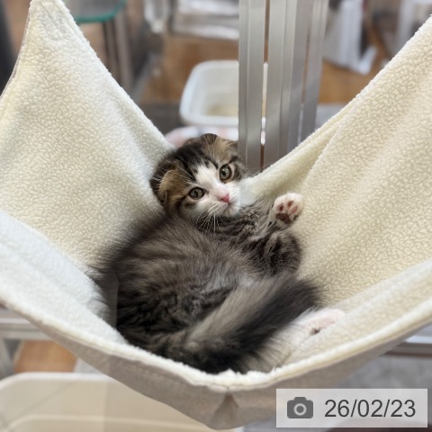 スコティッシュフォールドの写真