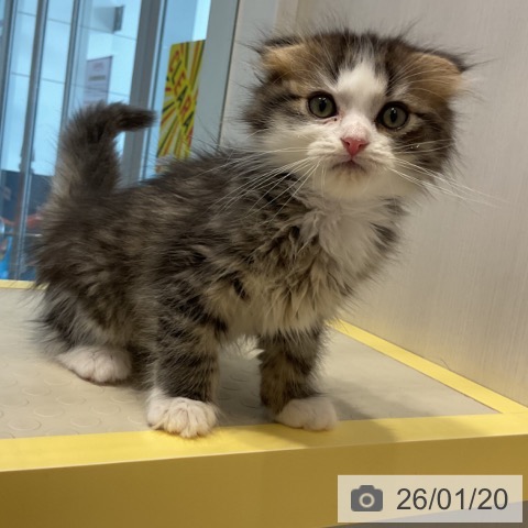 奈良県のスコティッシュフォールド (ペットプラス 大和郡山店/2025年11月16日生まれ/男の子/ブラウンタビーホワイト)の子猫の4枚目の画像