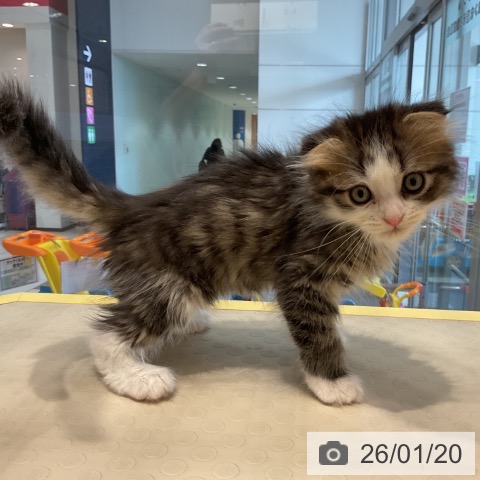 奈良県のスコティッシュフォールド (ペットプラス 大和郡山店/2025年11月16日生まれ/男の子/ブラウンタビーホワイト)の子猫の3枚目の画像