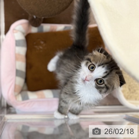 スコティッシュフォールドの写真