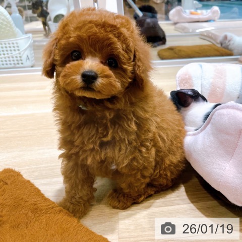 大阪府のトイプードル(トイ) (ペットプラス イオン大日店/2025年11月17日生まれ/男の子/レッド)の子犬の4枚目の画像