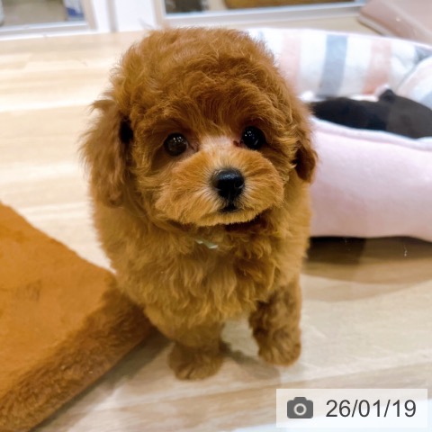 大阪府のトイプードル(トイ) (ペットプラス イオン大日店/2025年11月17日生まれ/男の子/レッド)の子犬の3枚目の画像