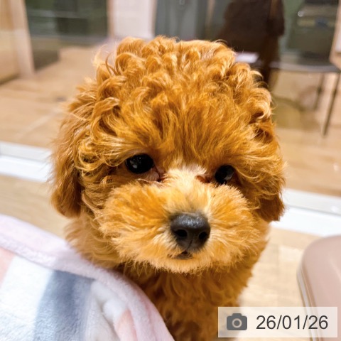 大阪府のトイプードル(トイ) (ペットプラス イオン大日店/2025年11月17日生まれ/男の子/レッド)の子犬の4枚目の画像