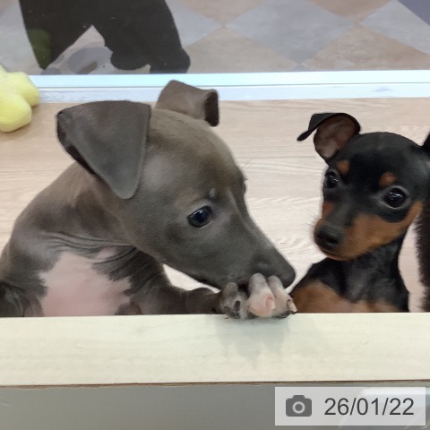 大阪府のイタリアングレーハウンド (ペットプラス 大阪ドームシティ店/2025年10月31日生まれ/女の子/ブルーホワイト)の子犬の4枚目の画像