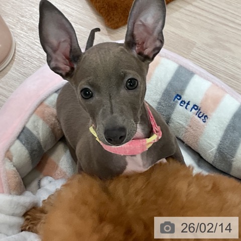 大阪府のイタリアングレーハウンド (ペットプラス 大阪ドームシティ店/2025年10月31日生まれ/女の子/ブルーホワイト)の子犬の4枚目の画像