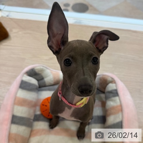 大阪府のイタリアングレーハウンド (ペットプラス 大阪ドームシティ店/2025年10月31日生まれ/女の子/ブルーホワイト)の子犬の4枚目の画像