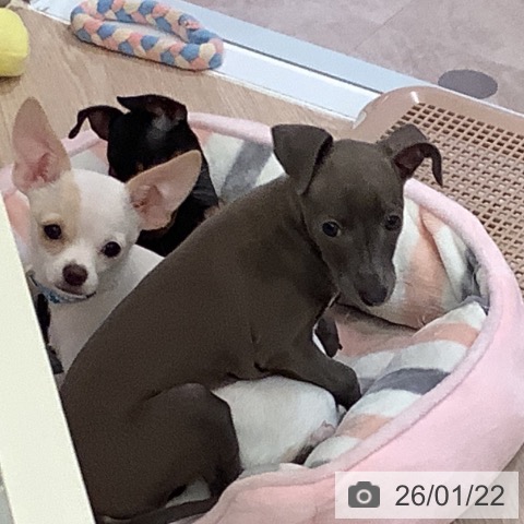 大阪府のイタリアングレーハウンド (ペットプラス 大阪ドームシティ店/2025年10月31日生まれ/女の子/ブルーホワイト)の子犬の3枚目の画像