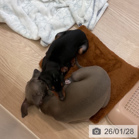 大阪府のイタリアングレーハウンド (ペットプラス 大阪ドームシティ店/2025年10月31日生まれ/女の子/ブルーホワイト)の子犬の3枚目の画像