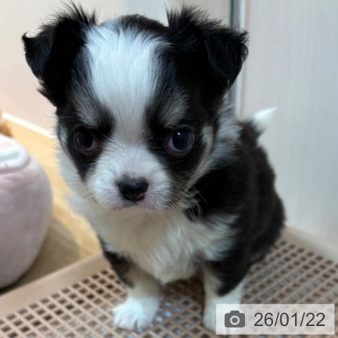 京都府のチワワ(ロング) (ペットプラス イオンモールKYOTO店/2025年11月20日生まれ/女の子/ブラックタンホワイト)の子犬の4枚目の画像