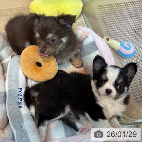 京都府のチワワ(ロング) (ペットプラス イオンモールKYOTO店/2025年11月20日生まれ/女の子/ブラックタンホワイト)の子犬の4枚目の画像