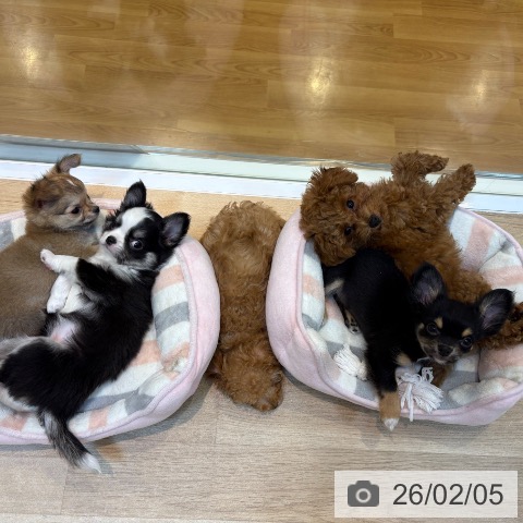 京都府のチワワ(ロング) (ペットプラス イオンモールKYOTO店/2025年11月20日生まれ/女の子/ブラックタンホワイト)の子犬の4枚目の画像