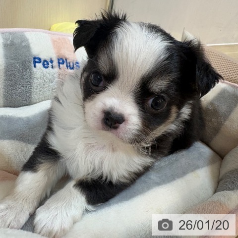 京都府のチワワ(ロング) (ペットプラス イオンモールKYOTO店/2025年11月20日生まれ/女の子/ブラックタンホワイト)の子犬の3枚目の画像