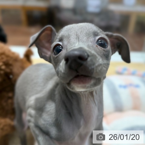 大阪府のイタリアングレーハウンド (ペットプラス 四條畷店/2025年11月20日生まれ/男の子/ブルーホワイト)の子犬の4枚目の画像