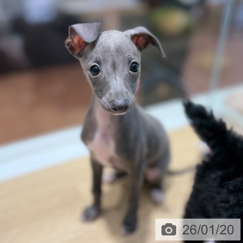 大阪府のイタリアングレーハウンド (ペットプラス 四條畷店/2025年11月20日生まれ/男の子/ブルーホワイト)の子犬の3枚目の画像