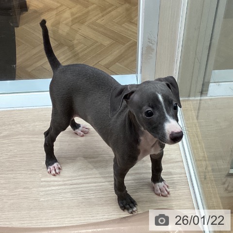 大阪府のイタリアングレーハウンド (ペットプラス ららぽーと和泉店/2025年11月20日生まれ/女の子/ブルーホワイト)の子犬の4枚目の画像