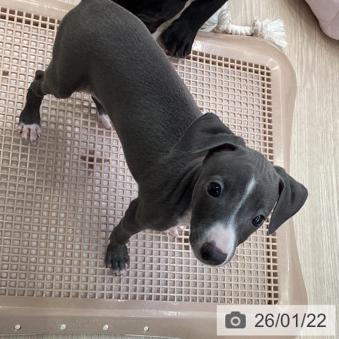 大阪府のイタリアングレーハウンド (ペットプラス ららぽーと和泉店/2025年11月20日生まれ/女の子/ブルーホワイト)の子犬の3枚目の画像