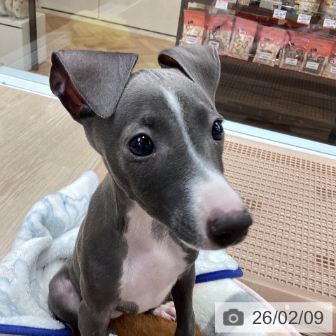 大阪府のイタリアングレーハウンド (ペットプラス ららぽーと和泉店/2025年11月20日生まれ/女の子/ブルーホワイト)の子犬の3枚目の画像