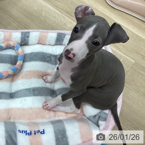 新潟県のイタリアングレーハウンド (ペットプラス 新潟南店/2025年11月20日生まれ/女の子/ブルーホワイト)の子犬の4枚目の画像