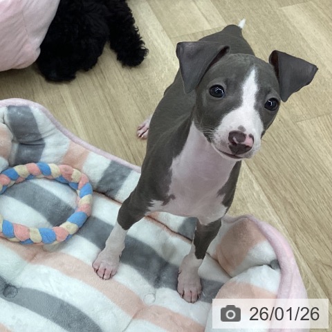 新潟県のイタリアングレーハウンド (ペットプラス 新潟南店/2025年11月20日生まれ/女の子/ブルーホワイト)の子犬の3枚目の画像