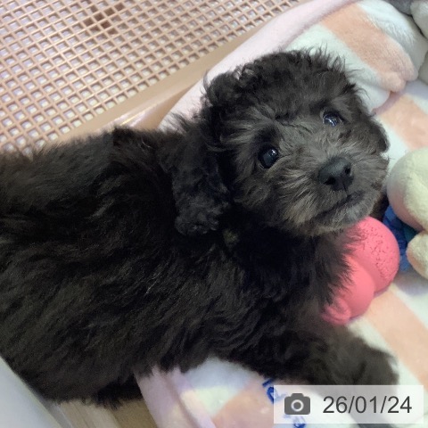 兵庫県のトイプードル(トイ) (ペットプラス 明石店/2025年11月19日生まれ/男の子/グレー)の子犬の4枚目の画像