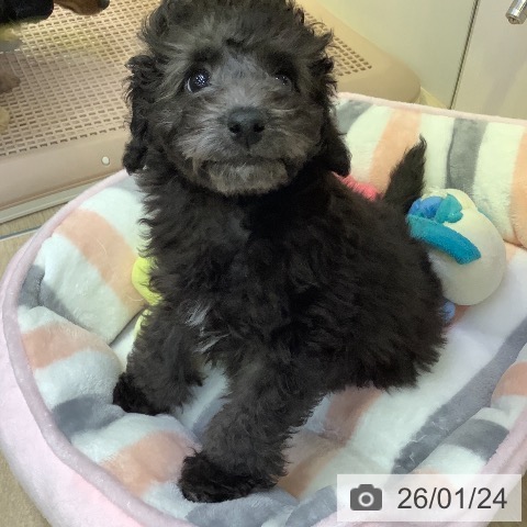 兵庫県のトイプードル(トイ) (ペットプラス 明石店/2025年11月19日生まれ/男の子/グレー)の子犬の3枚目の画像