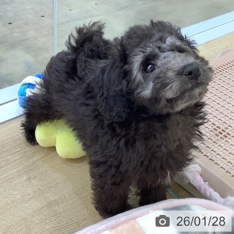 兵庫県のトイプードル(トイ) (ペットプラス 明石店/2025年11月19日生まれ/男の子/グレー)の子犬の3枚目の画像