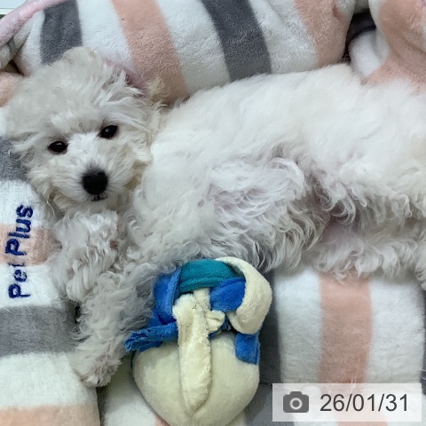 トイ・プードルの写真