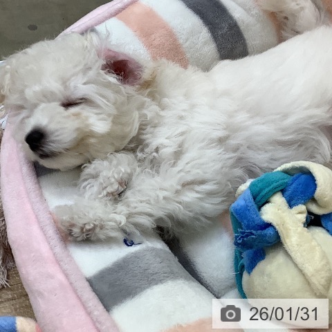 トイ・プードルの写真