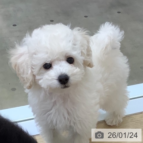 トイ・プードルの写真