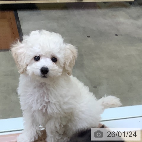 兵庫県のトイプードル(トイ) (ペットプラス 明石店/2025年11月19日生まれ/男の子/ホワイト)の子犬の4枚目の画像