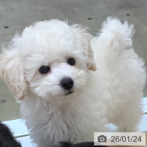 兵庫県のトイプードル(トイ) (ペットプラス 明石店/2025年11月19日生まれ/男の子/ホワイト)の子犬の3枚目の画像