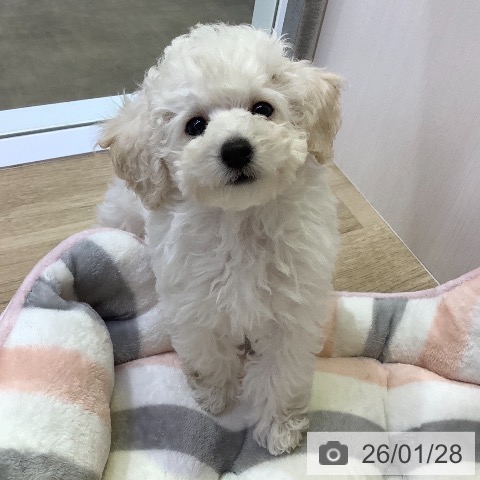 兵庫県のトイプードル(トイ) (ペットプラス 明石店/2025年11月19日生まれ/男の子/ホワイト)の子犬の4枚目の画像