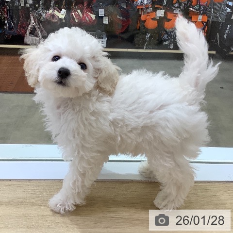 兵庫県のトイプードル(トイ) (ペットプラス 明石店/2025年11月19日生まれ/男の子/ホワイト)の子犬の3枚目の画像