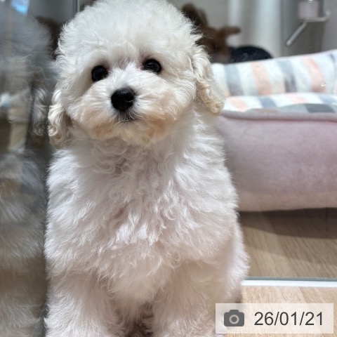 兵庫県のトイプードル(トイ) (ペットプラス 神戸三宮店/2025年11月12日生まれ/女の子/ホワイト)の子犬の3枚目の画像