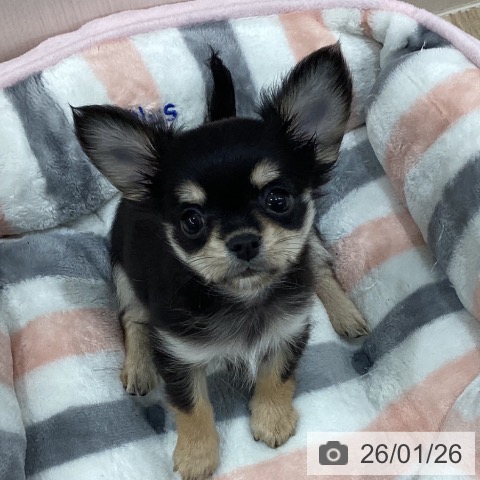 新潟県のチワワ(ロング) (ペットプラス 新潟南店/2025年11月18日生まれ/女の子/ブラックタンホワイト)の子犬の4枚目の画像