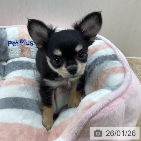 新潟県のチワワ(ロング) (ペットプラス 新潟南店/2025年11月18日生まれ/女の子/ブラックタンホワイト)の子犬の3枚目の画像