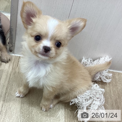新潟県のチワワ(ロング) (ペットプラス 新潟南店/2025年11月18日生まれ/女の子/クリームホワイト)の子犬の4枚目の画像
