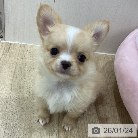 新潟県のチワワ(ロング) (ペットプラス 新潟南店/2025年11月18日生まれ/女の子/クリームホワイト)の子犬の3枚目の画像